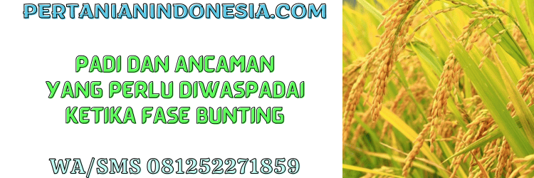 padi,budidaya,budidaya padi,tanaman,pertanian indonesia
